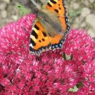 10 EMPEROR'S WAVE SEDUM Red Upright Telephium Succulent Flower Rock Garden Seeds