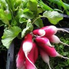 750 FRENCH BREAKFAST RADISH Raphanus Sativus Vegetable Seeds