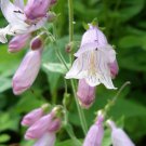 500 CALICO BEARDTONGUE (Smooth Beardtongue / Eastern Beardtongue) Penstemon Calycosus Flower Seeds