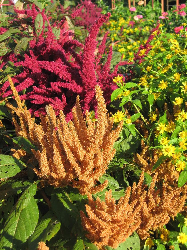 100 COPPERHEAD AMARANTHUS Hot Biscuits Amaranthus Cruentus Flower Seeds