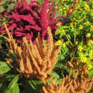 100 COPPERHEAD AMARANTHUS Hot Biscuits Amaranthus Cruentus Flower Seeds