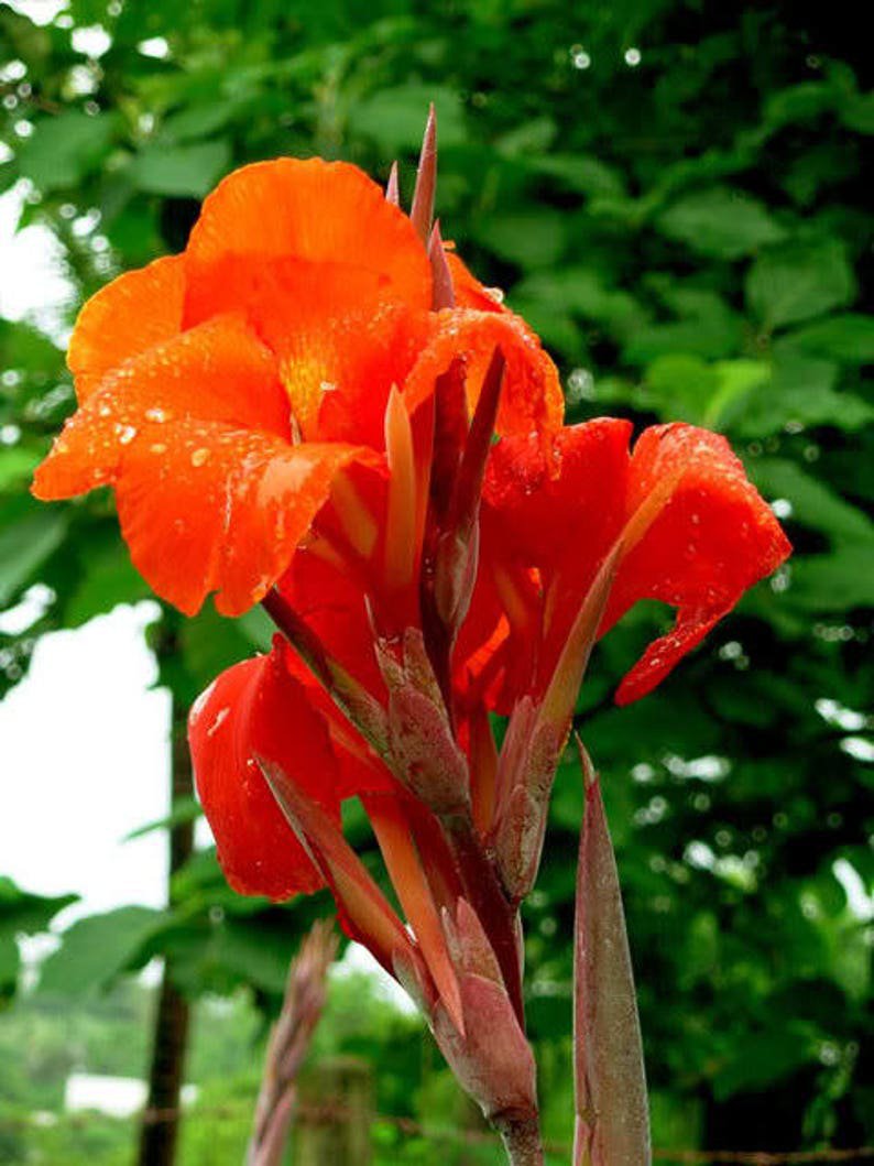 5 RED CANNA LILY Indian Shot Canna Indica Flower Seeds