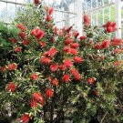40 CRIMSON BOTTLEBRUSH Callistemon Citrinus Flowering Shrub Bush Small Tree Seeds