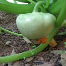 20 Green Tint BUSH SCALLOP SQUASH (Patty Pan / Paty Pan / Squanter Squash) Summer Cucurbita Pepo Veg
