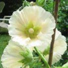 25 WHITE HOLLYHOCK Alcea Rosea Flower Seeds Perennial