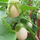 30 EASTER EGG PLANT (Easter Eggplant / Ornamental Eggplant / Nest Egg) Solanum Ovigerum Seeds