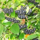 50 BLACK CHOKEBERRY Aronia Melanocarpa White Flower Shrub Seeds