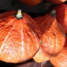 30 GOLDEN HUBBARD SQUASH Genesee Red Buttercup Cucurbita Pepo Vegetable Seeds
