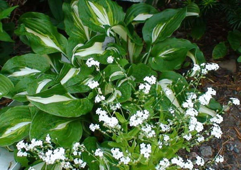 100 Victoria WHITE FORGET Me NOT Myosotis Sylvatica Flower Seeds