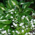 100 Victoria WHITE FORGET Me NOT Myosotis Sylvatica Flower Seeds
