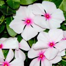 100 BRIGHT EYES PERIWINKLE Vinca Rosea Dwarf White & Pink Flower Seeds