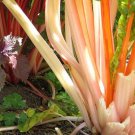 40 Pink FLAMINGO SWISS CHARD Beta Vulgaris Perpetual Spinach Vegetable Seeds