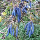 7 BLUE SAUSAGE FRUIT Edible & Ornamental Decaisnea Fargesii Tree Shrub Seeds