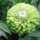 250 GREEN ENVY ZINNIA Elegans Heirloom Chartreuse Double Flower Seeds