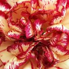 50 Avranchin RED & WHITE CARNATION Dianthus Caryophyllus Chabaud Flower Seeds