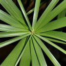 50 UMBRELLA PALM TREE Cyperus Involucratus Papayrus Sedge Seeds