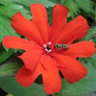 25 VESUVIUS CAMPION Red Orange Lychnis Arkwrightii Catchfly Flower Seeds