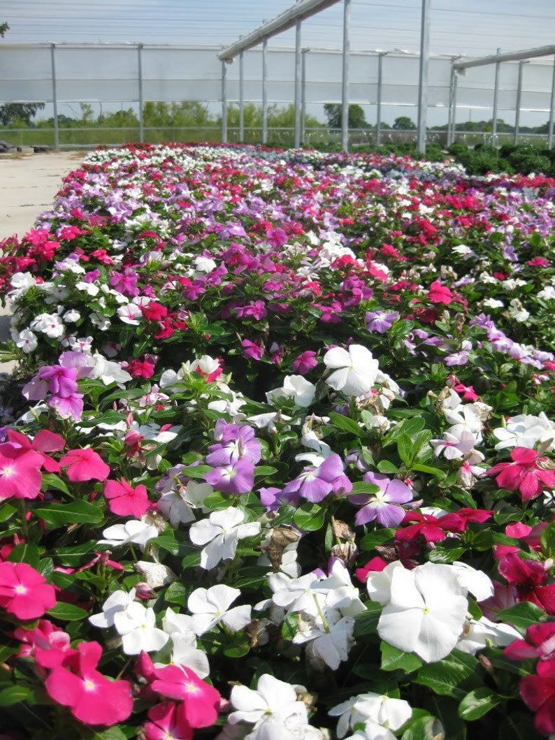 100 DWARF Little MIX PERIWINKLE / Vinca Rosea Flower Seeds