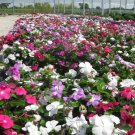 100 DWARF Little MIX PERIWINKLE / Vinca Rosea Flower Seeds