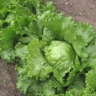 1000 GREAT LAKES LETTUCE Batavian Iceberg Lactuca Sativa Vegetable Seeds