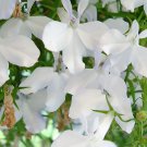 200 WHITE LOBELIA REGATTA Erinus Flower Seeds