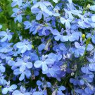 200 SKY BLUE LOBELIA Regatta Lobelia Erinus Flower Seeds
