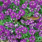 100 EASTER BONNET ALYSSUM Lobularia Maritima Bright Purple Flower Seeds