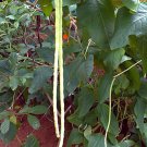 100 Texas CREAM COW PEA Southern Pea Bush Vigna Unguiculata Vegetable Seeds