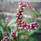 100 PINKWEED Smartweed Pink Knotweed Polygonum Wetland Flower Herb Seeds