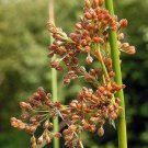 1000 SOFT RUSH (Common Rush) Juncus Effusus Ornamental Grass Seeds