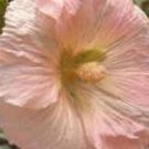 25 PEACH & BROWN HOLLYHOCK Alcea Rosea Flower Seeds Perennial
