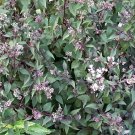 50 CHOCOLATE Joe PYE WEED Eupatorium Rugosum Flower Seeds