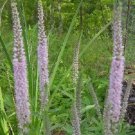 50 Light Pink VERONICA Longifolia / SPIKE SPEEDWELL Flower Seeds