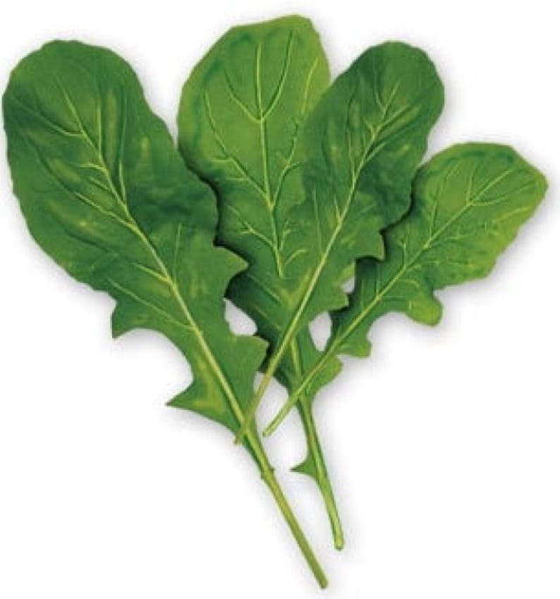 2000 ARUGULA Eruca Vesicaria Sativa Greens Vegetable Seeds