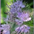 300 PURPLE TANSY Lacy Fiddleneck Phacelia Flower Seeds