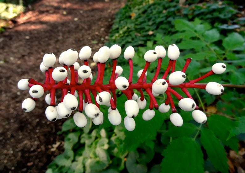 10 DOLL'S EYES Flower White Baneberry Cohosh Actaea Pachypoda Alba Seeds