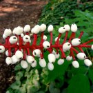 10 DOLL'S EYES Flower White Baneberry Cohosh Actaea Pachypoda Alba Seeds