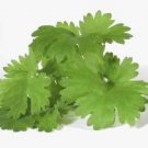 1000 CILANTRO / CORRIANDER / Chinese PARSLEY Coriandrum Sativum Herb Flower Seeds