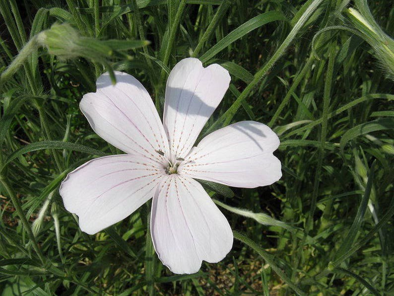50 Bianca WHITE CORN COCKLE Agrostemma Githago Flower Seed