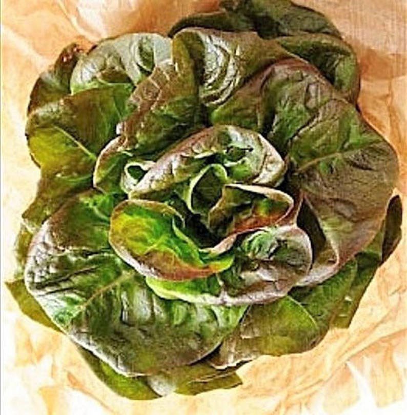 3000 BRONZE MIGNONETTE LETTUCE Butterhead Lactuca Sativa Vegetable Seeds