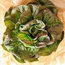 3000 BRONZE MIGNONETTE LETTUCE Butterhead Lactuca Sativa Vegetable Seeds