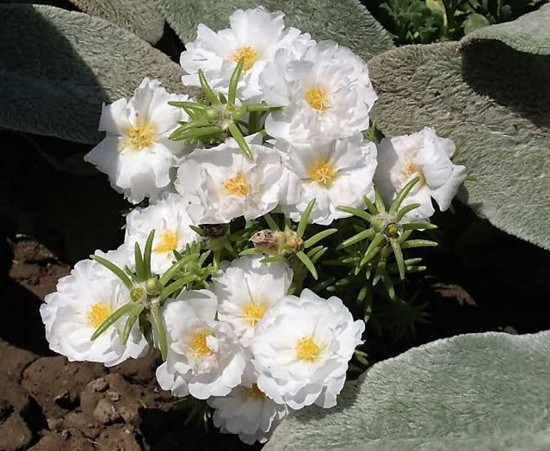 100 White PORTULACA Grandiflora / MOSS ROSE Succulent Flower Seeds