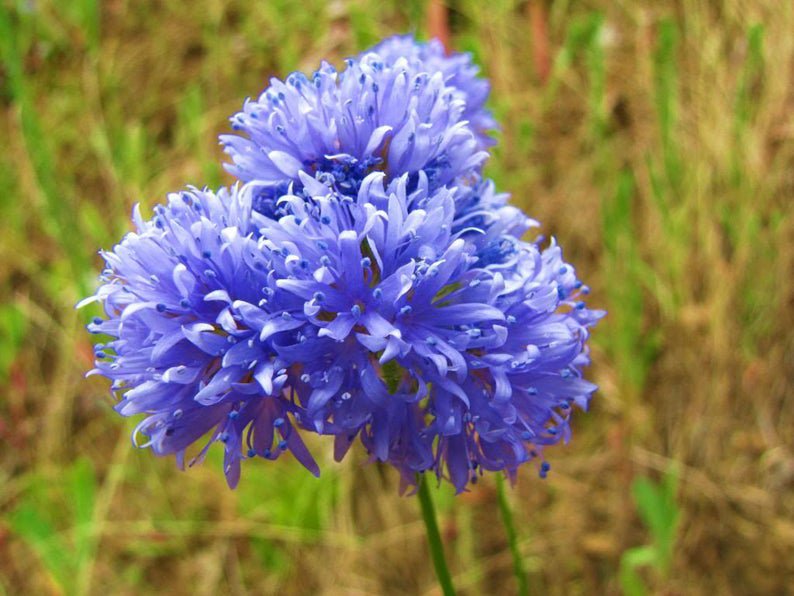 1500 GLOBE GILIA (Bluehead Gilia) Gilia Capitata Flower Seeds