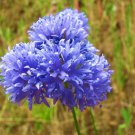 1500 GLOBE GILIA (Bluehead Gilia) Gilia Capitata Flower Seeds