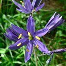30 BLUE CAMAS Camass Lily Wild Indian Hyacinth Camassia Quamash Flower Herb Seeds