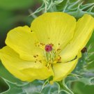 250 YELLOW Mexican PRICKLY POPPY Argremone Mexicana Flower Seeds