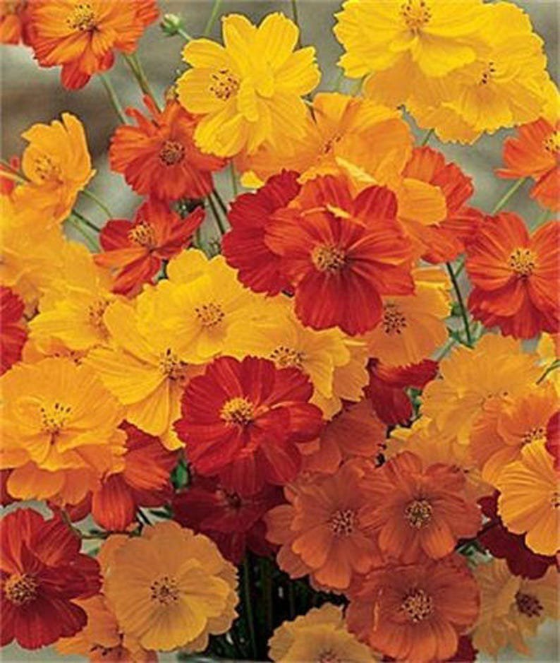 300 BRIGHT LIGHTS COSMOS Mix Mixed Colors Red Orange Yel Bipinnatus Flower Seeds