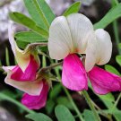 30 GOAT'S RUE Tephrosia Virginiana Flower Grass Legume Ground Cover Seeds