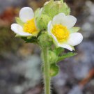 50 PRAIRIE CINQUEFOIL Tall Potentilla Arguta White Pale Yellow Flower Seeds