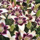 5 NEPAL LILY Green & Maroon Lilium Nepalense Fragrant Flower Seeds